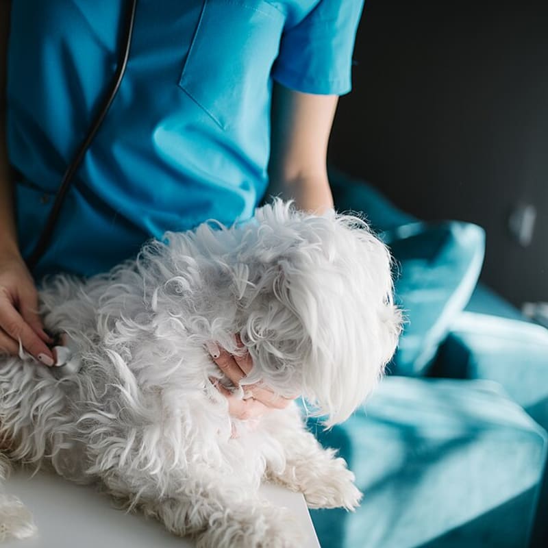 Veterinaria